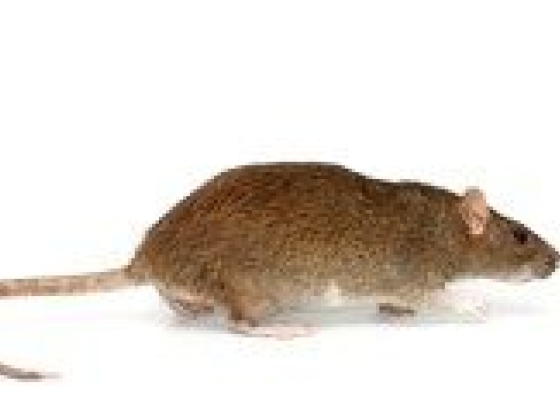 Rats Removal Melbourne