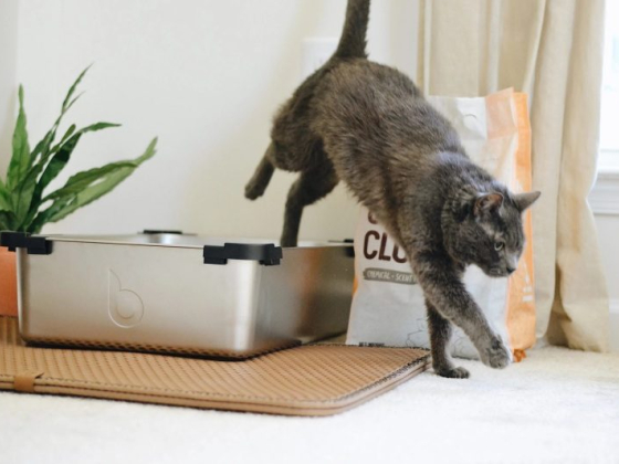 Pet Waste Removal, Pets