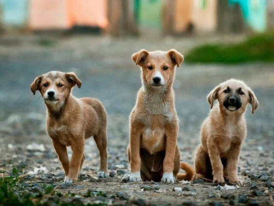 Pet Waste Removal, Pets