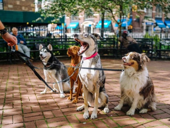 Pet Waste Removal, Pets