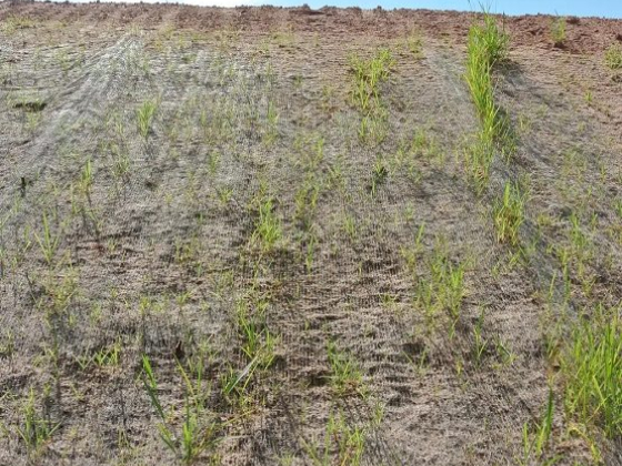 Dire Wolf Hydroseeding Los Angeles