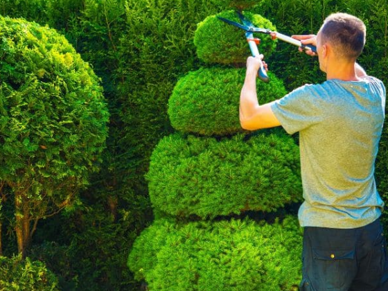 Tree Surgeon Pro