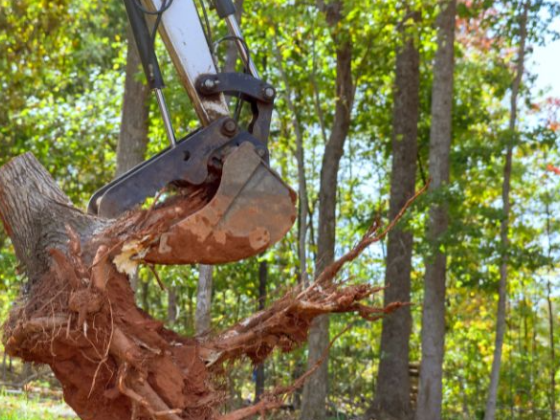 Tree Surgeon Pro
