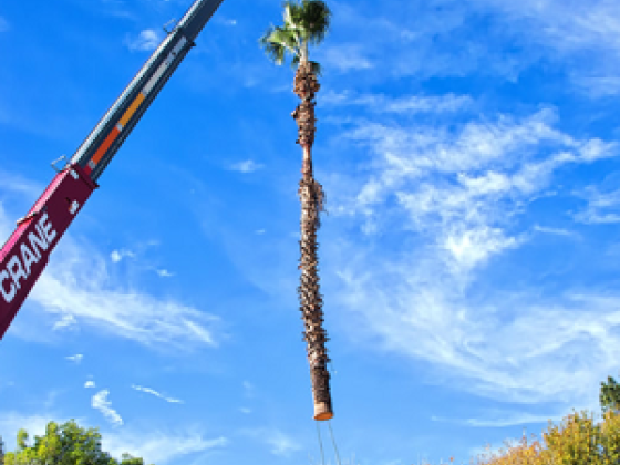 Tree Service San Tan Valley
