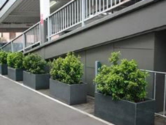 Sigma Planters Sydney