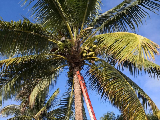 Fort Lauderdale Tree Service
