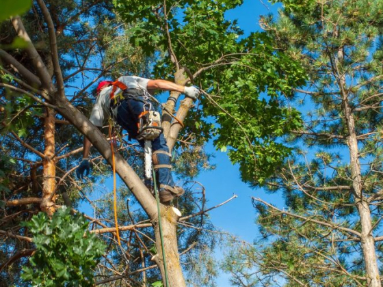 Fort Lauderdale Tree Service