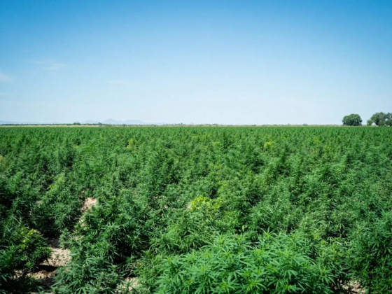 Eagle Moon Hemp