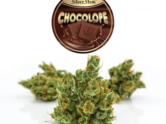 Silver Stem Fine Cannabis Bonnie Brae Marijuana Dispensary