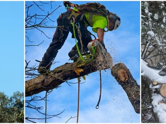 ArborPro Tree Experts