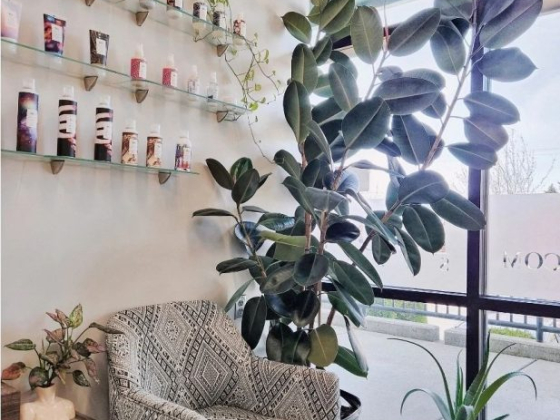Sola Salon Studios