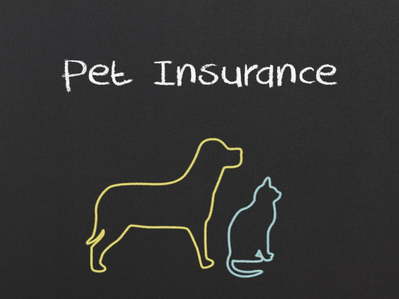 Pet-n-Sur