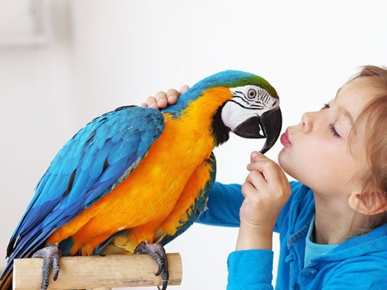Pets