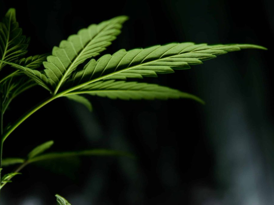 Compassionate Care Consultants | Medical Marijuana Doctor WV