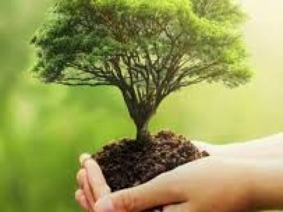 Tree Planting For Memorial Tribute