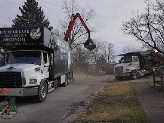 Big Bear Lake Tree Service