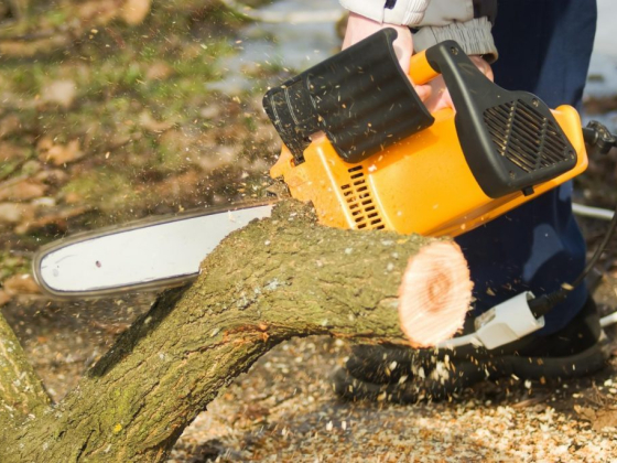 Big Dawgs Tree Service and Stumpgrinding