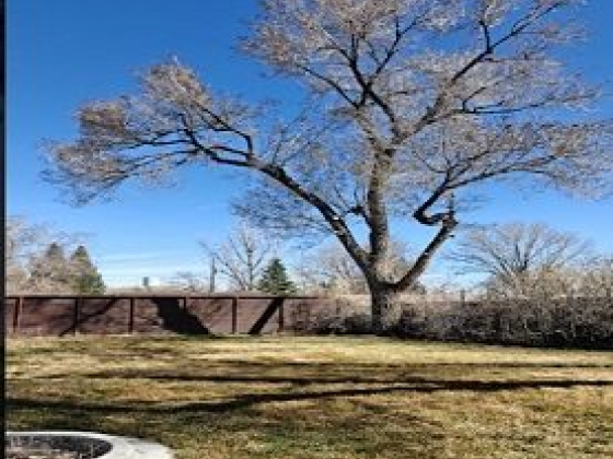 Tree Bees Arboriculture LLC