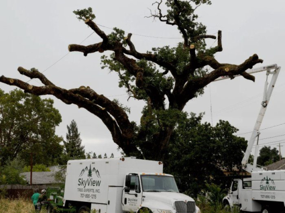 SkyView Tree Experts