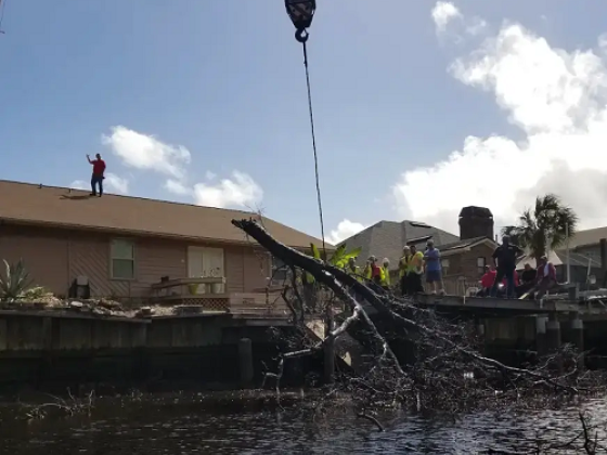 Bushor’s Tree Surgeons