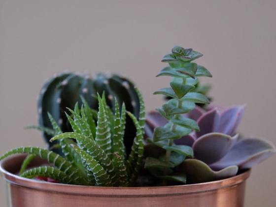 Variety of succulents in a decorative pot