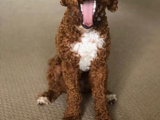 Dog yawning with colorful pig toys in front