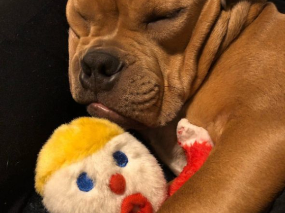 A brown puppy sleeps hugging a toy clown doll.