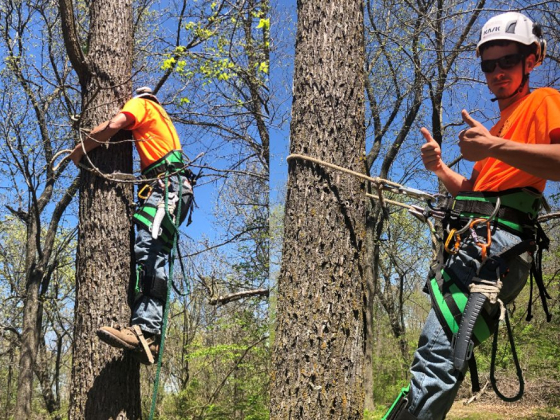 Tree climber giving thumbs up, secured with harness and ropes
