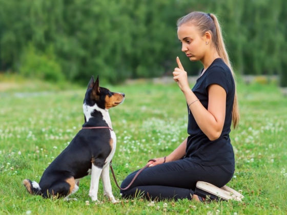 ATX K9 Dog Training