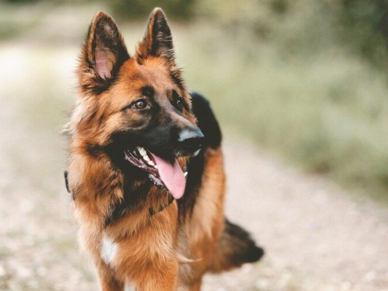 A German Shepherd happily standing outdoors