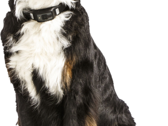 Happy Bernese Mountain Dog with tongue out