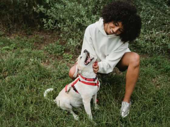 Puptown Houston Dog Training