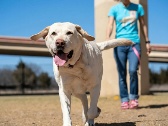 A joyful Labrador walks with its owner on a sunny day