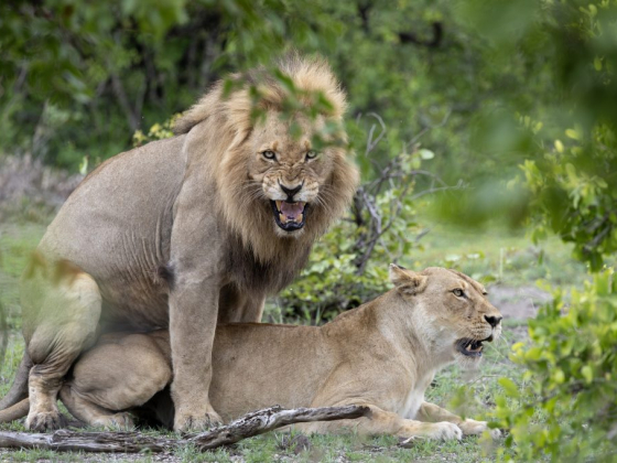Africa Holiday Safaris Ltd