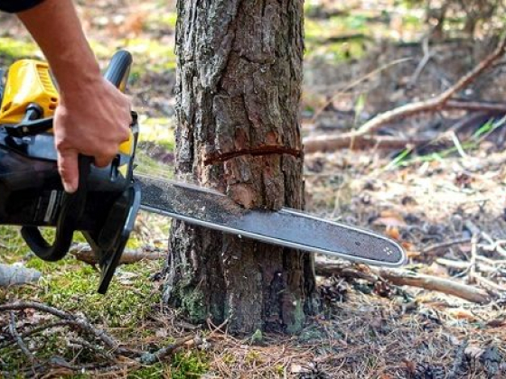 Chainsaw cutting through tree trunk