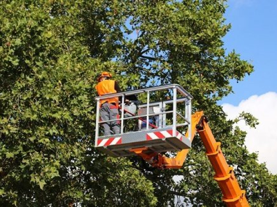 Roots Up Tree Company