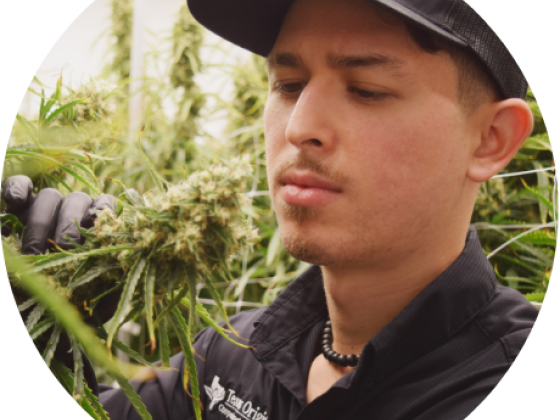 Person examining cannabis in a grow room