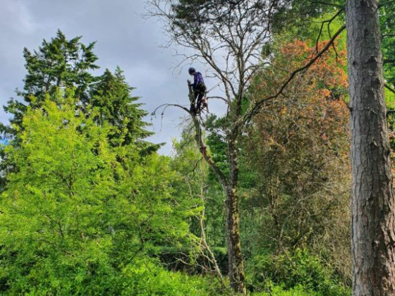 A Cut Above Arborist