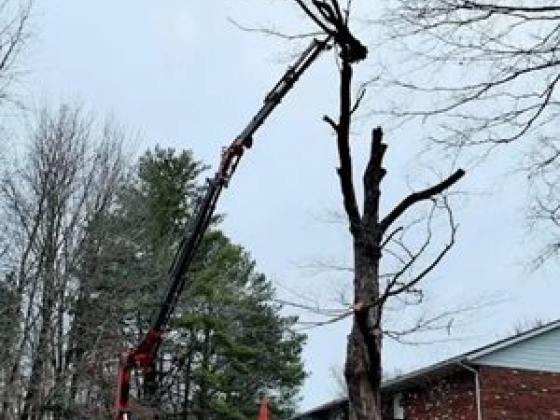 GE Tree Service