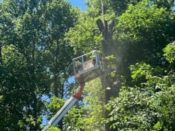 Worker trims tree with crane lift in forested area