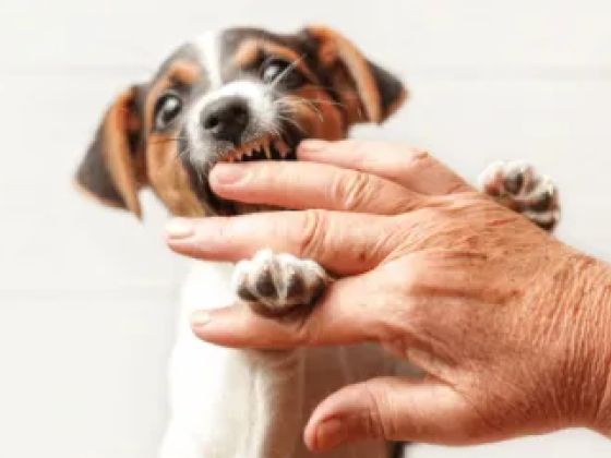 Small puppy gently nipping a person's fingers in play