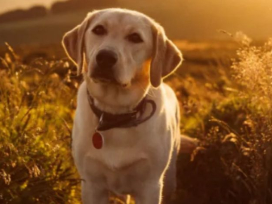 Dog enjoying a sunset in a picturesque field