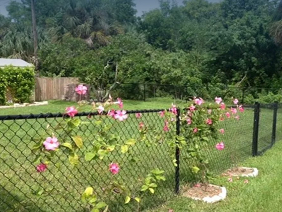 Pink flowers growing on a chain-link fence in a green backyard
