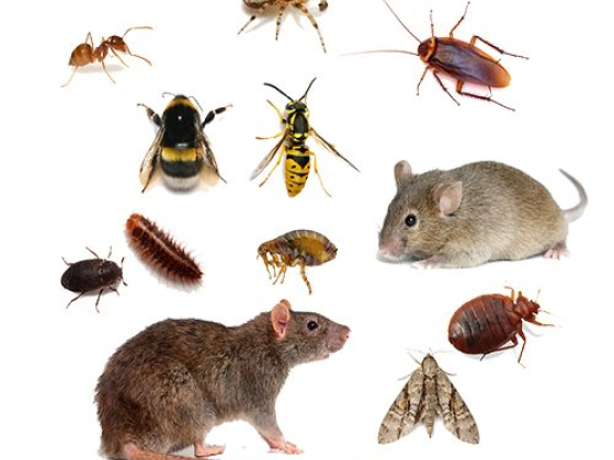 Image showing different types of household pests.
