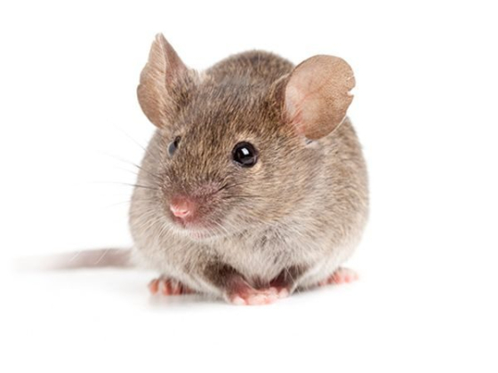 Quick Pest Control