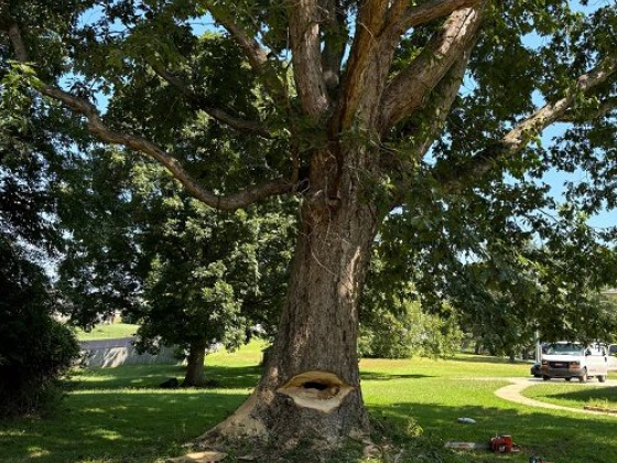 Warrior Tree Service