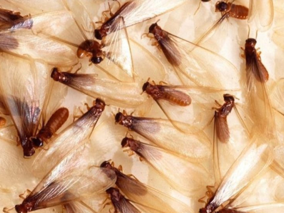 A group of flying termites with translucent wings