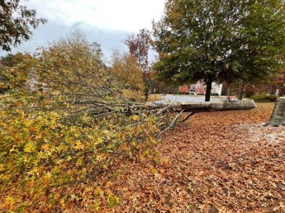 Large tree fallen on road surrounded by autumn leaves