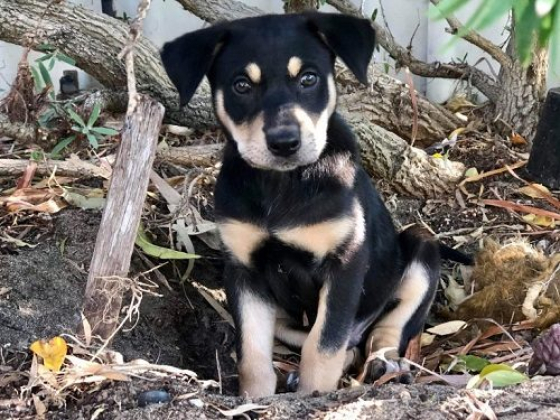 Adorable black and tan puppy among leaves and branches