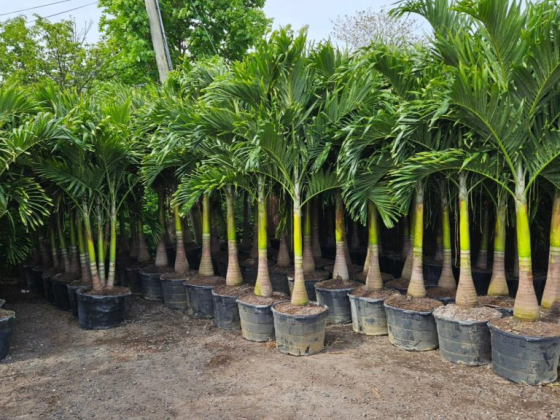Potted palm trees lined up for sale